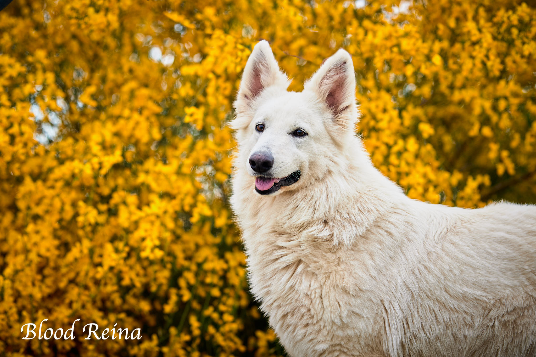 Maman ZENA - portée ZENA - MISTER - Berger Blanc Suisse