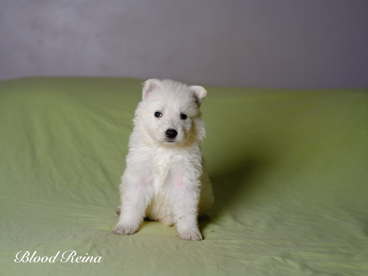 MERINGUE, chiot Berger Blanc Suisse