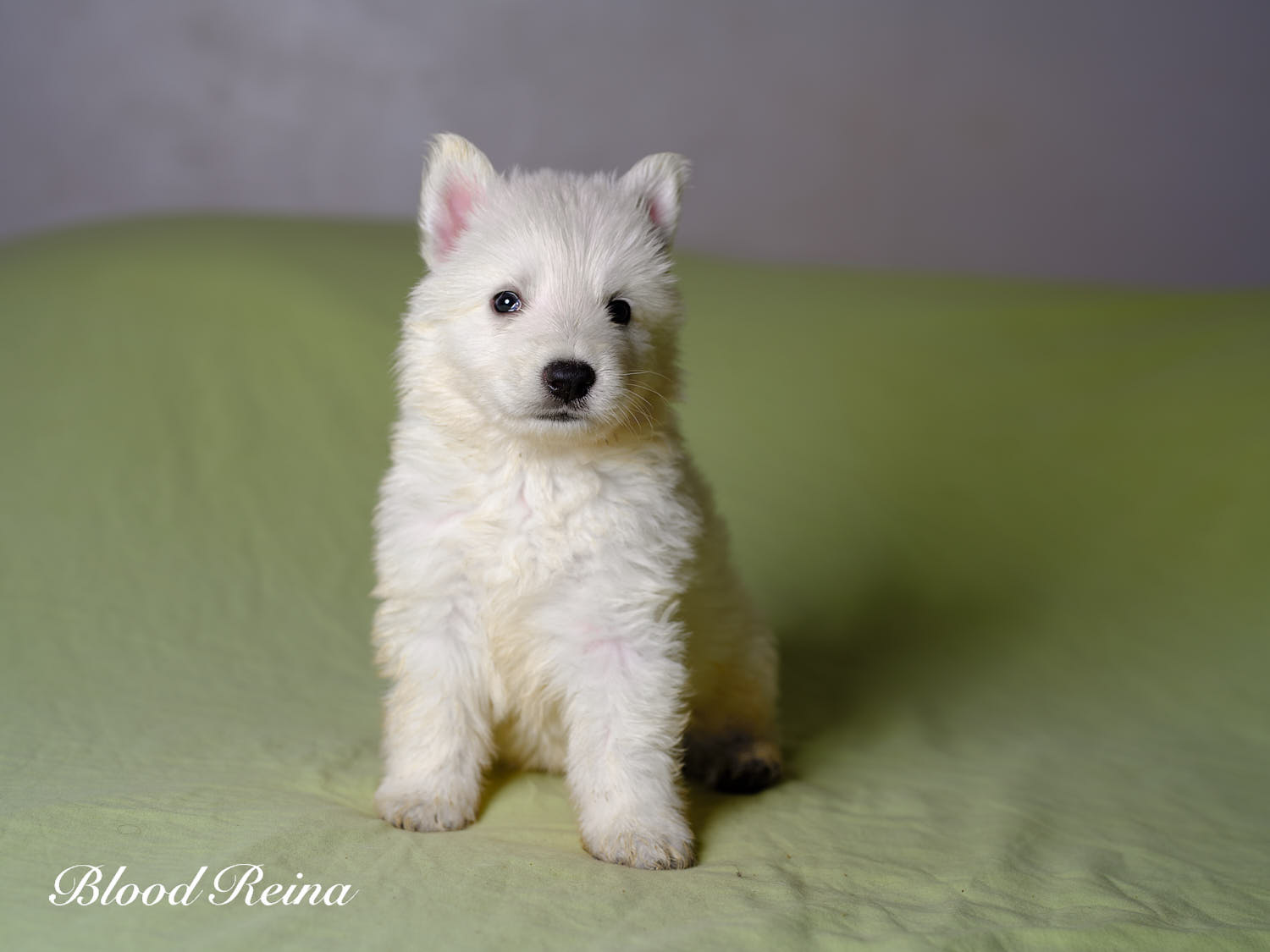 VANILLE, chiot Berger Blanc Suisse