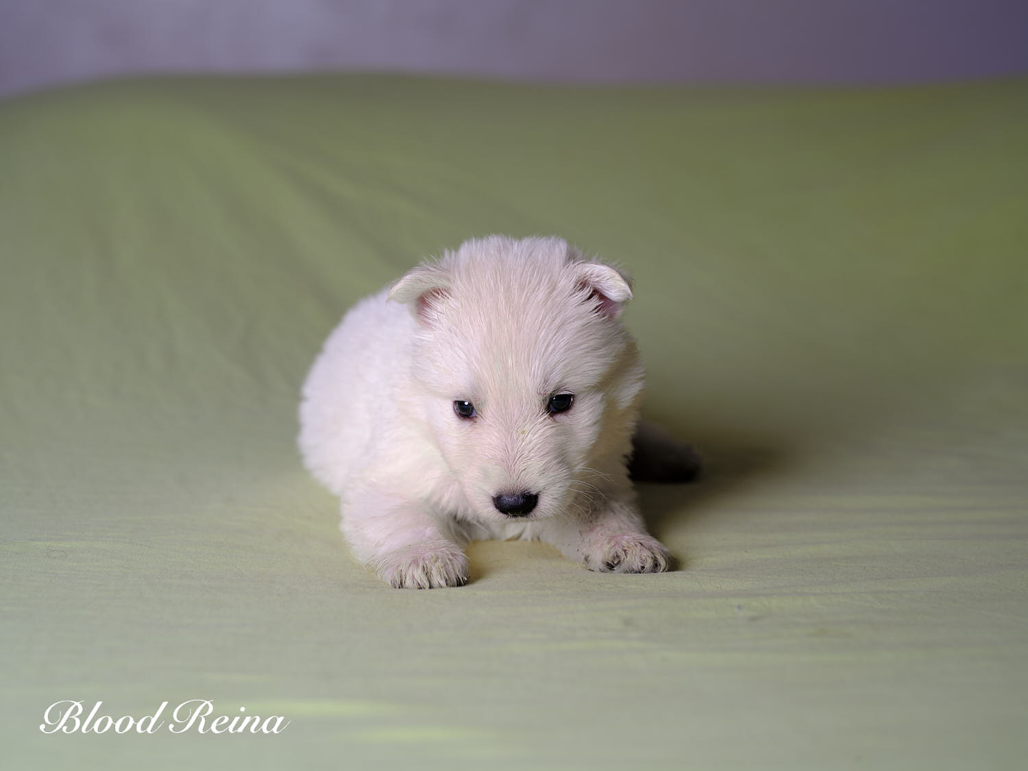 Nougat, chiot Berger Blanc Suisse