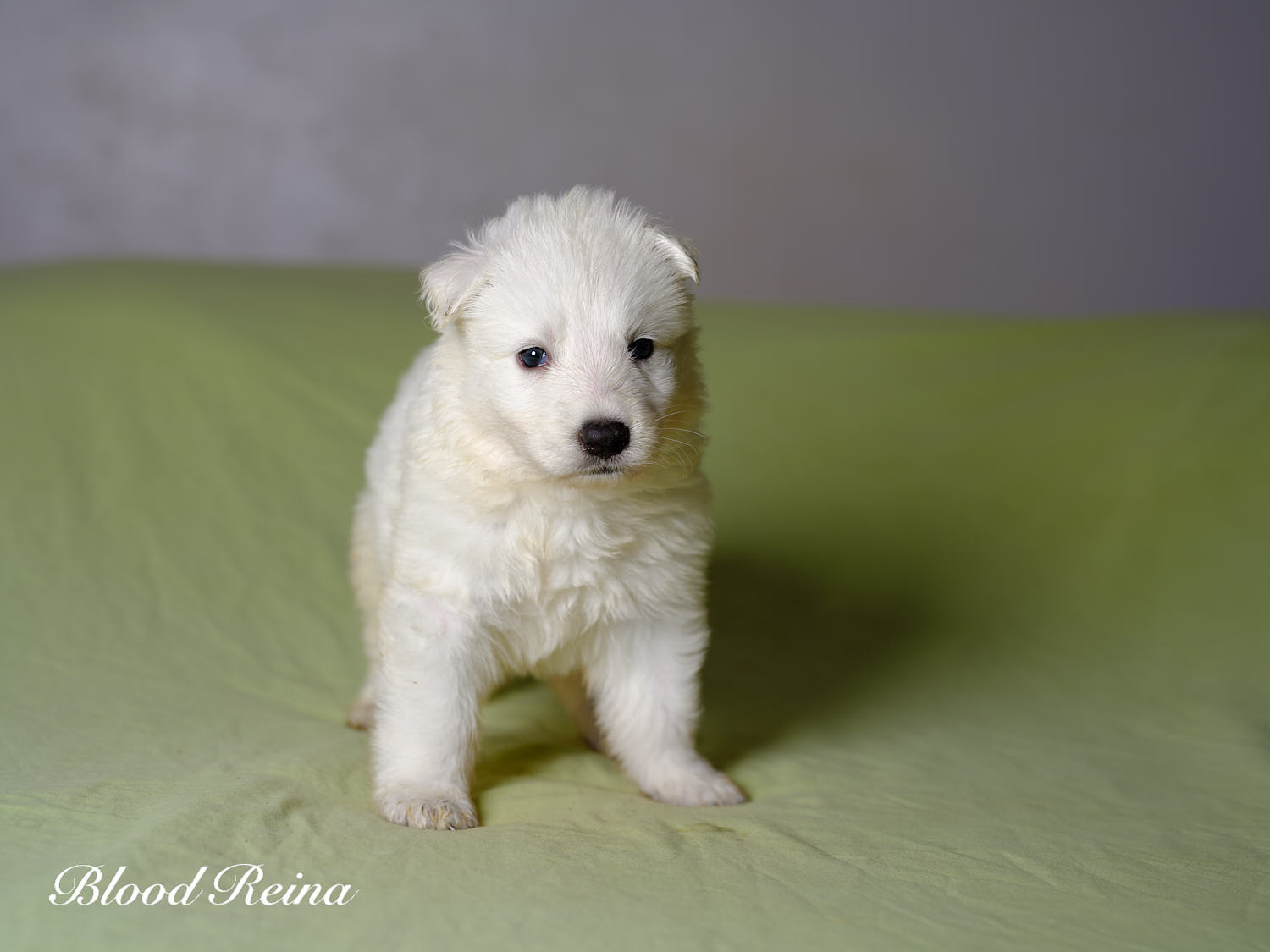 Sésame, chiot Berger Blanc Suisse