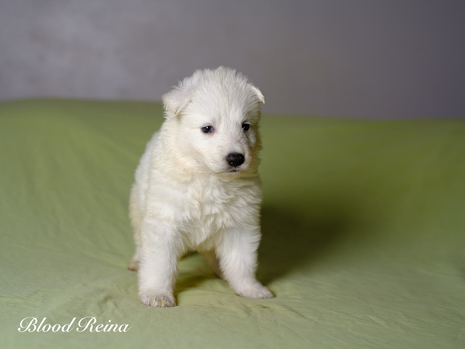 Bounty, chiot Berger Blanc Suisse