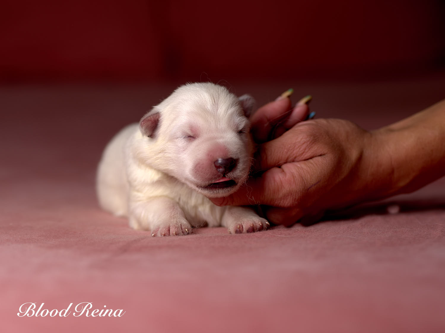 Chiot Berger Blanc Suisse Bloodreina - photo 17