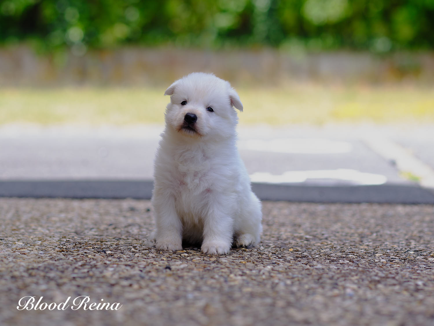 Chiot Berger Blanc Suisse Bloodreina - photo 2