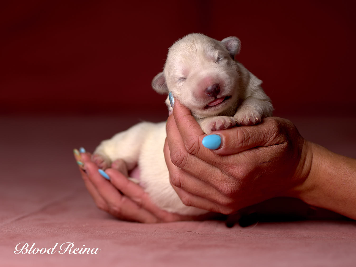 Chiot Berger Blanc Suisse Bloodreina - photo 4
