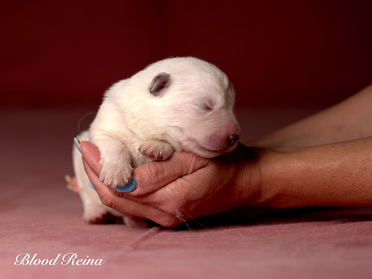 Chiot Berger Blanc Suisse Bloodreina - photo 5
