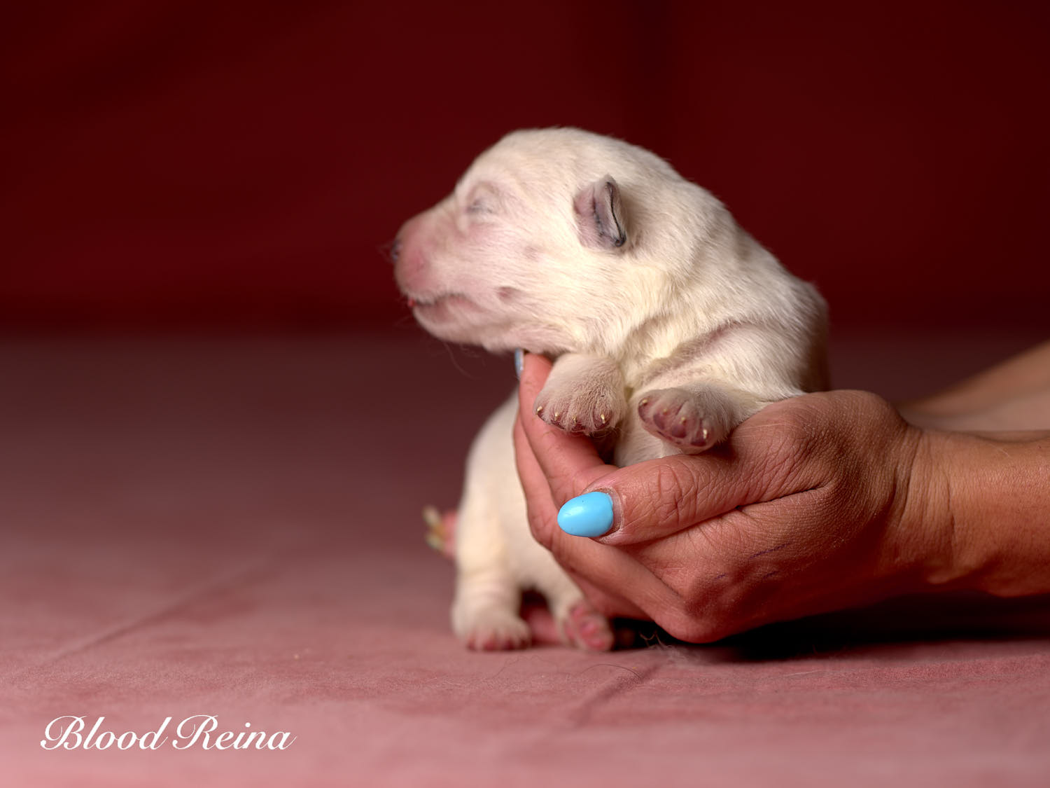 Chiot Berger Blanc Suisse Bloodreina - photo 6