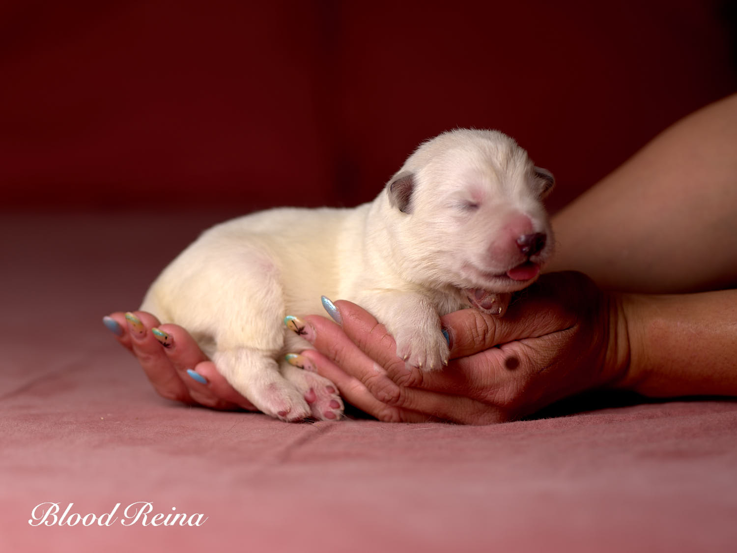 Chiot Berger Blanc Suisse Bloodreina - photo 7