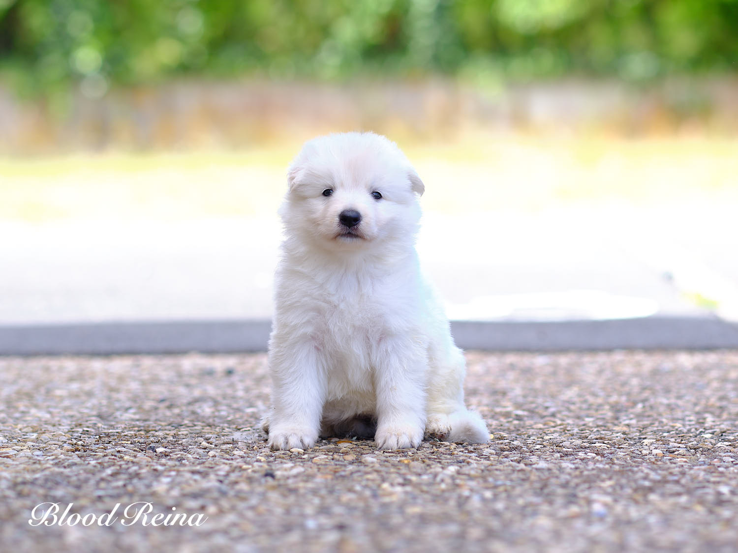 Bavière, chiot Berger Blanc Suisse disponible