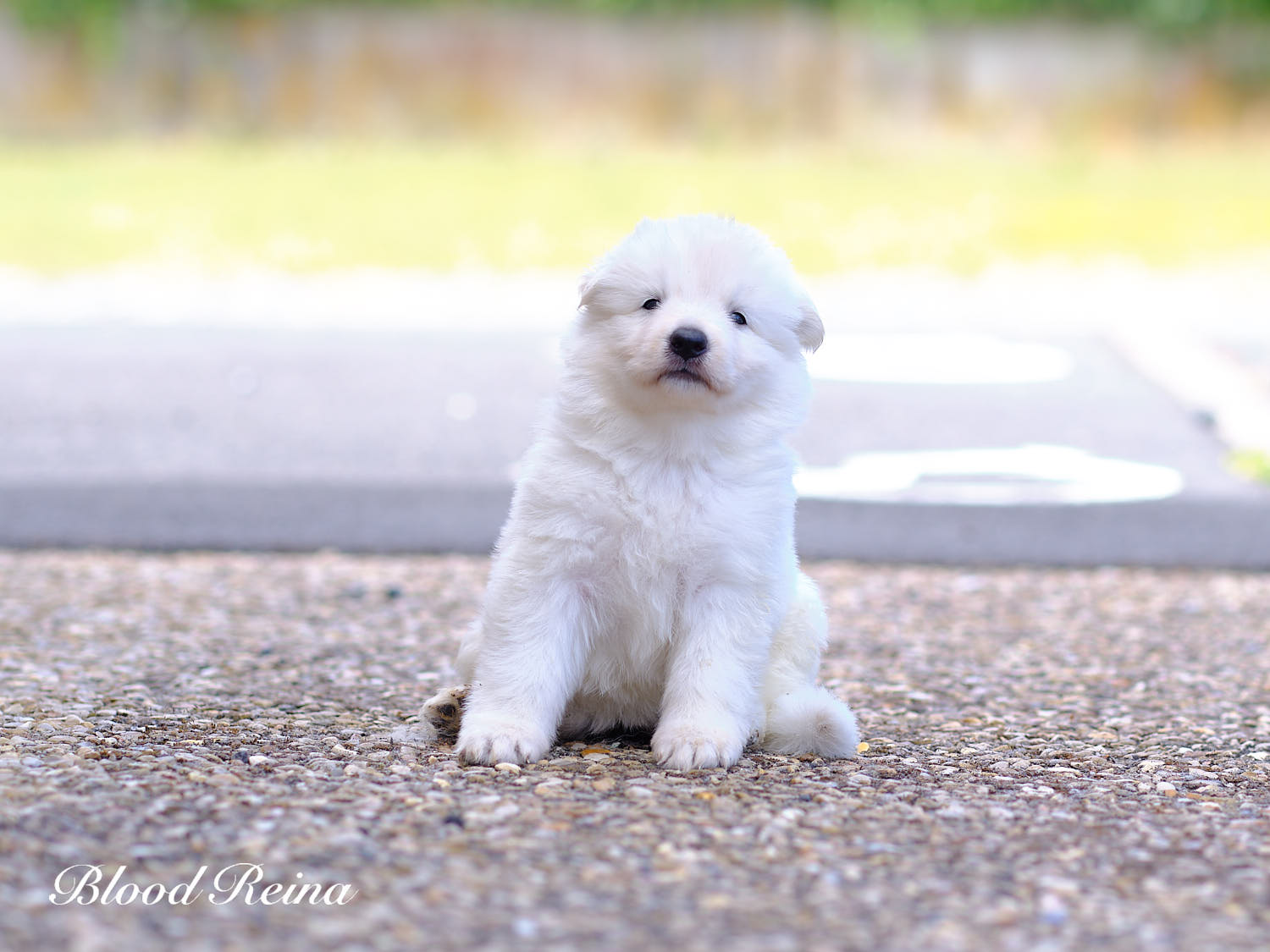 Chiot Berger Blanc Suisse Bloodreina - photo 9