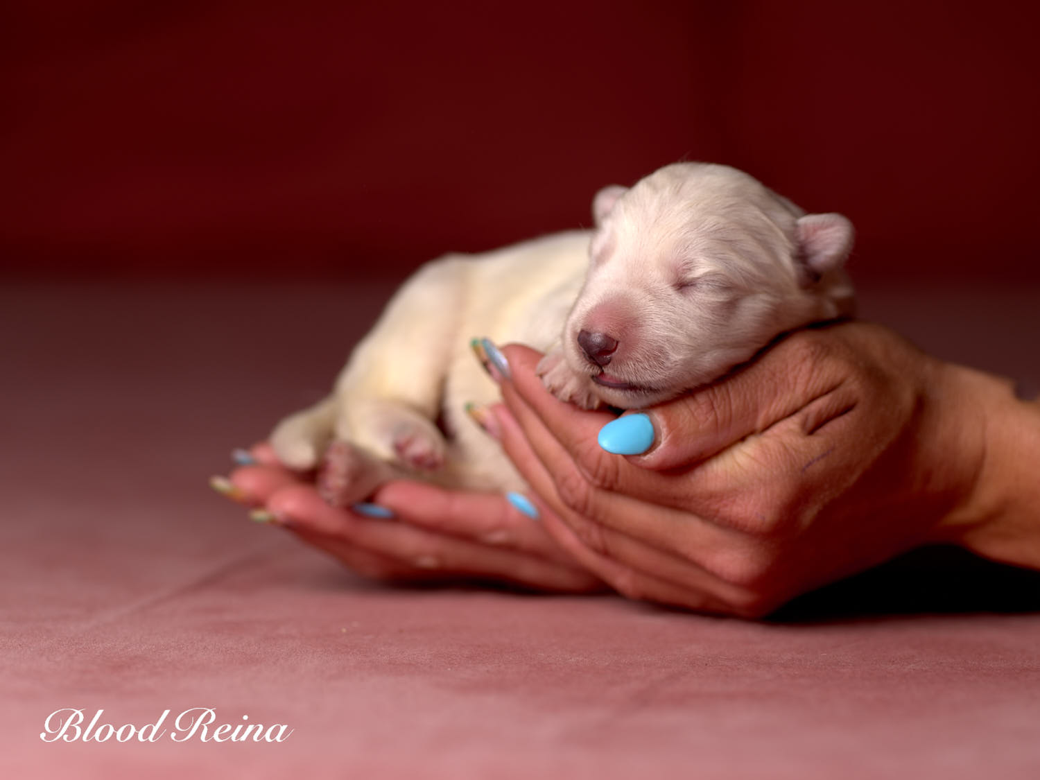 Chiot Berger Blanc Suisse Bloodreina - photo 10