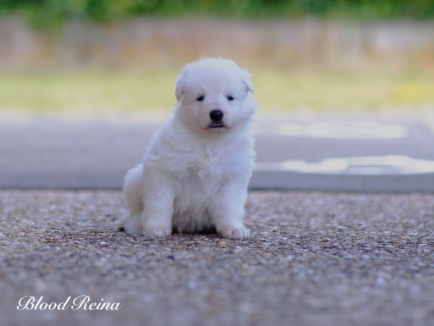 Bogota, chiot Berger Blanc Suisse
