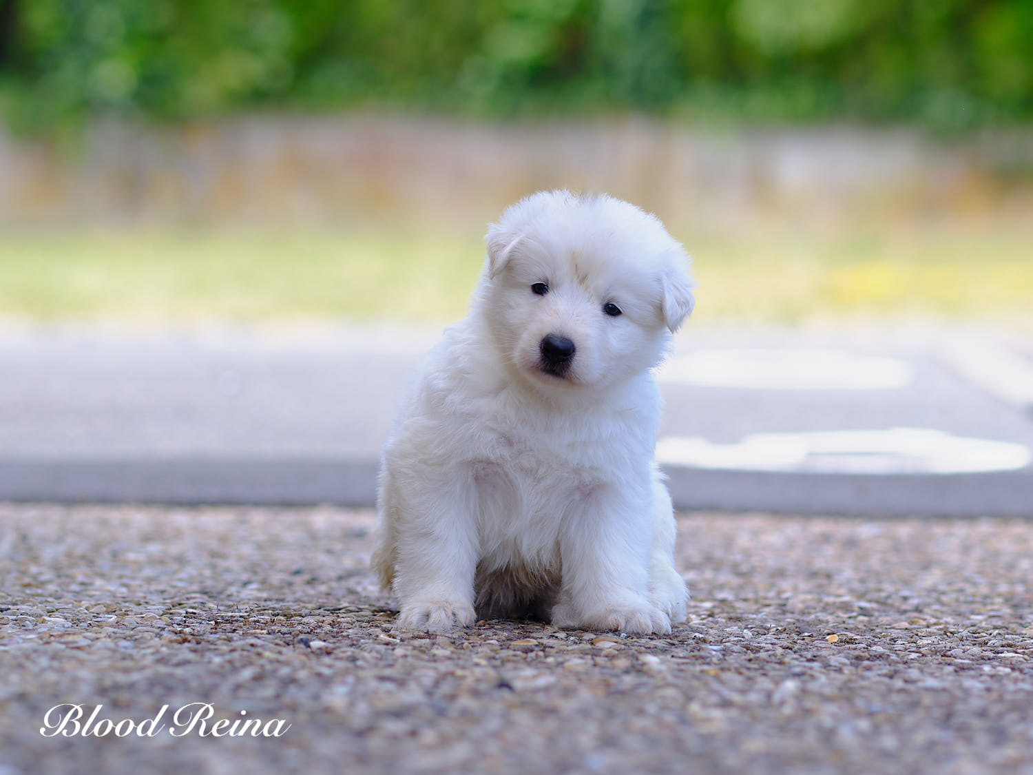 Bali, chiot Berger Blanc Suisse