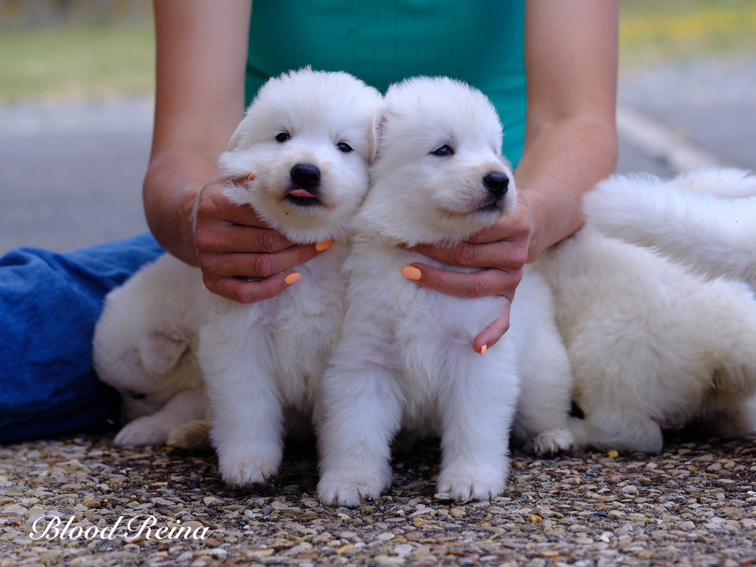 Photo de la portée - portée Slava X Loki - Berger Blanc Suisse