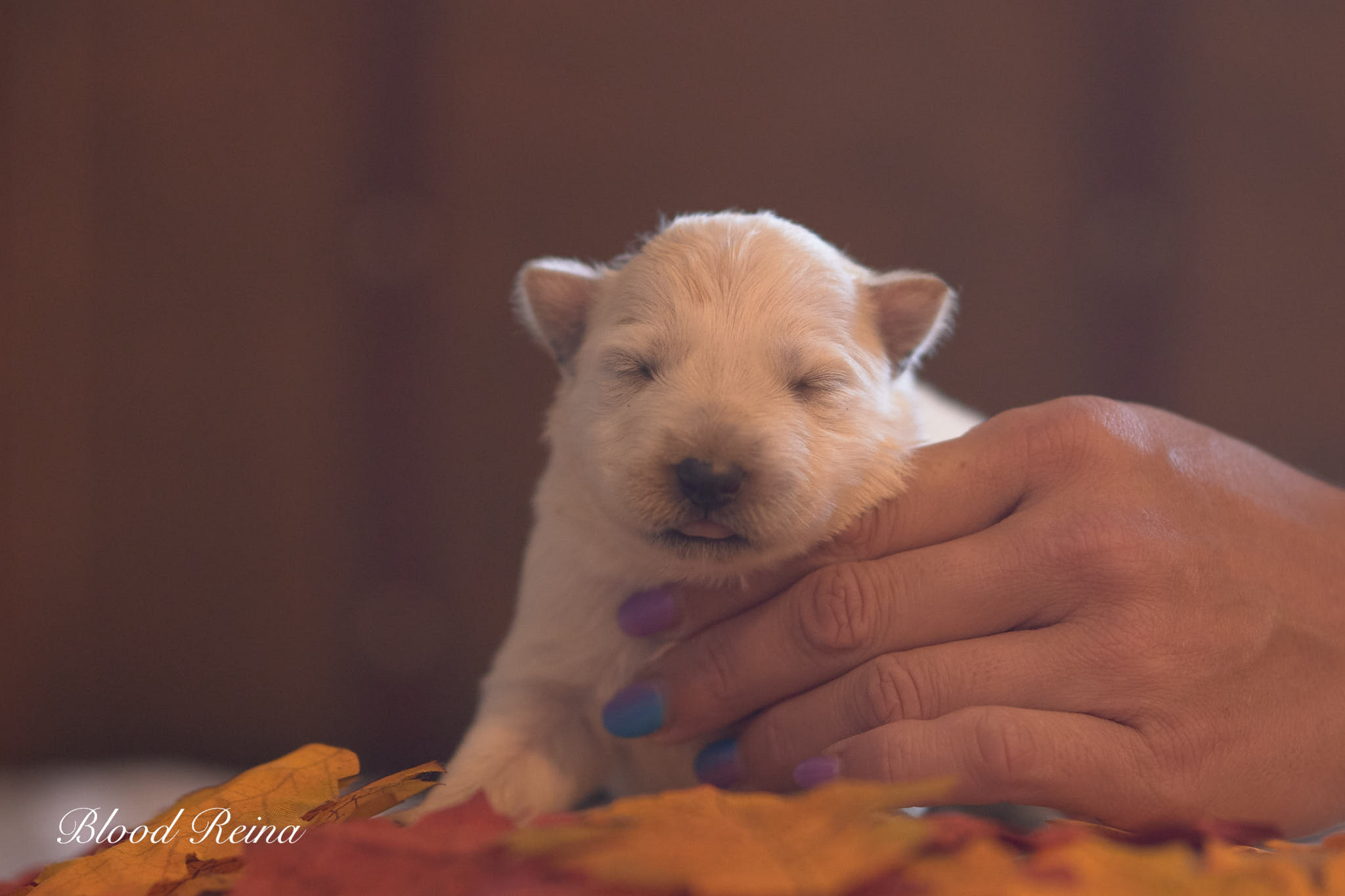 Bambou, chiot Berger Blanc Suisse