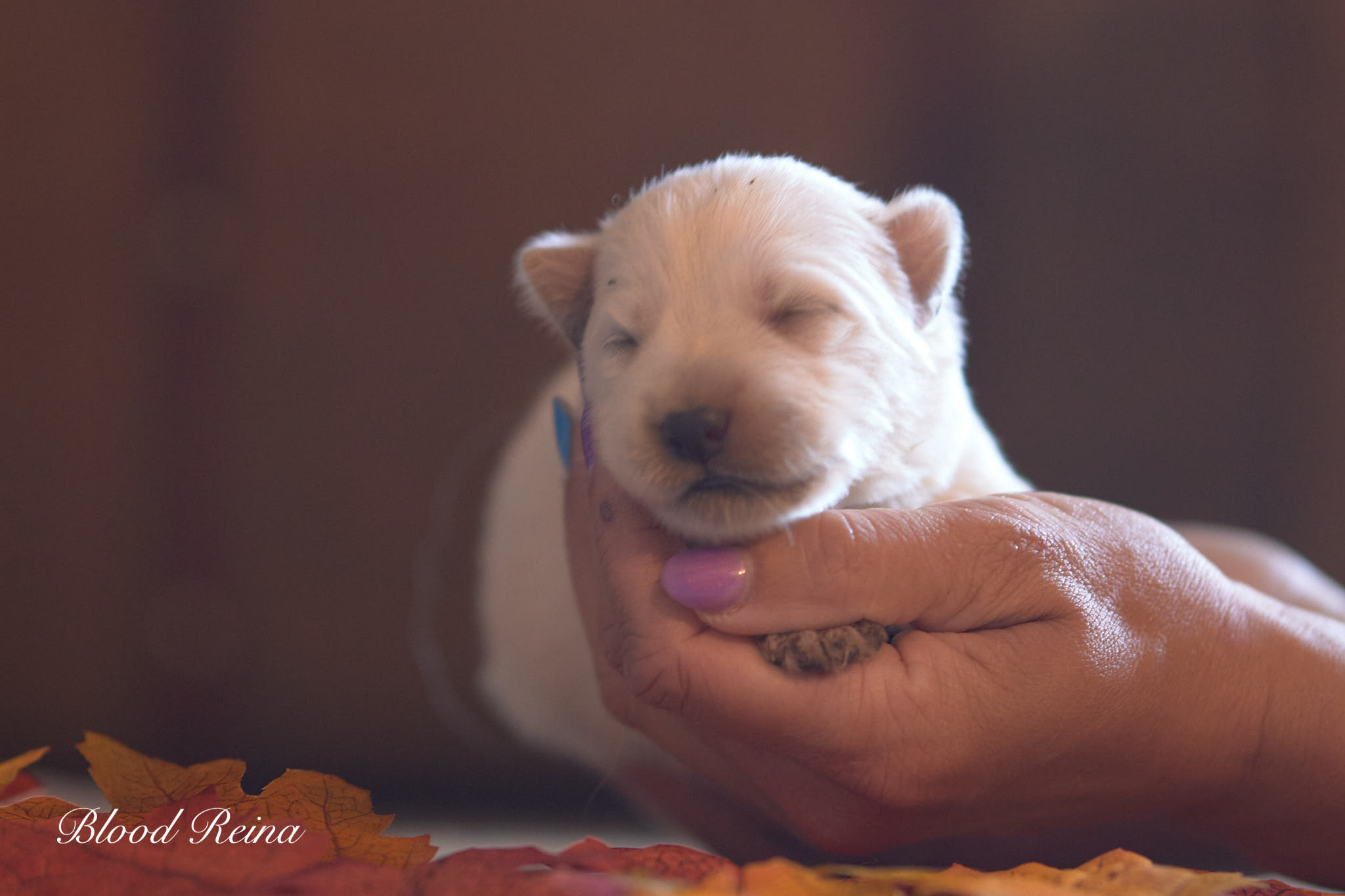 beach, chiot Berger Blanc Suisse