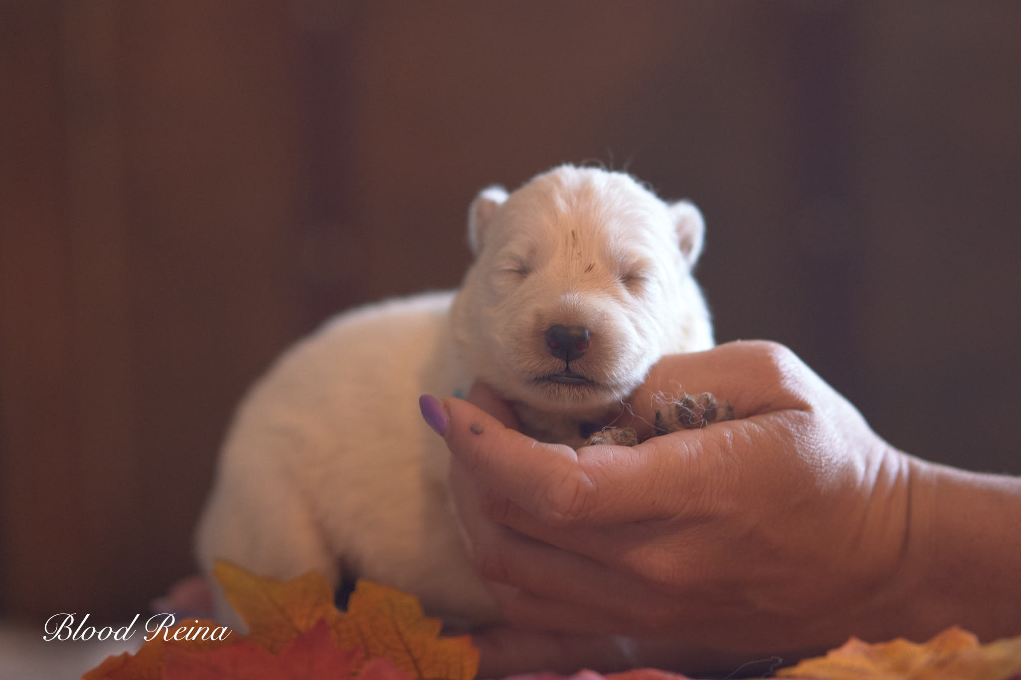 BARIL, chiot Berger Blanc Suisse